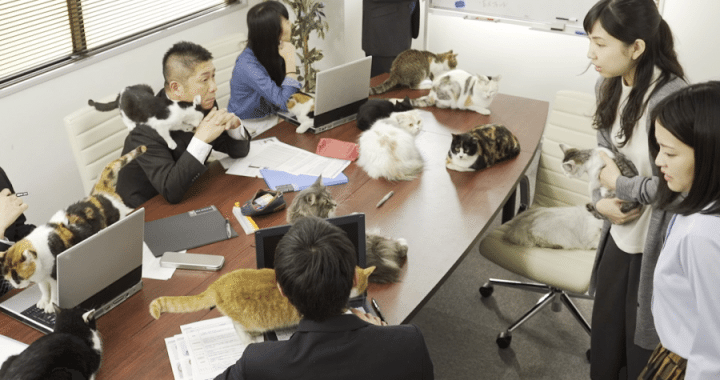 More cats than hoomans!