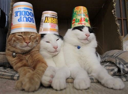 Cats at work on Monday mornings