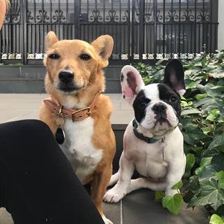 Just another dog day afternoon
