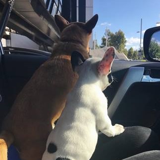 Just another dog day afternoon